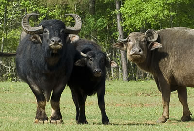 water-buffalo