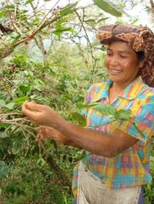 Picking coffee beans in Sumatra